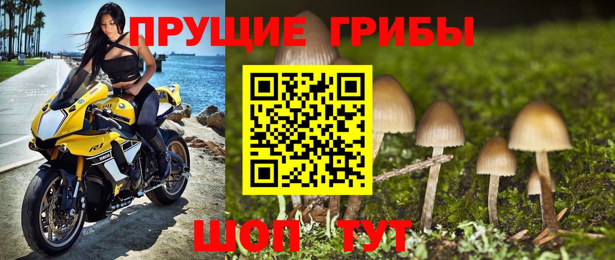 Псилоцибиновые грибы мицелий  Вход с VPN  Каменск-Уральский  Псилоцибиновые грибы Psilocybine cubensis 